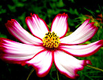 tablou Flower gentia